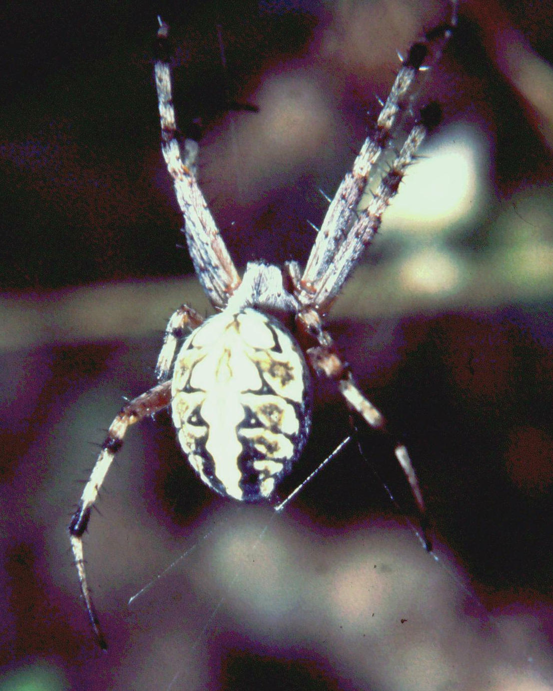 Neoscona adianta